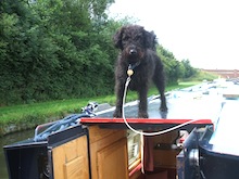 Your pet will also enjoy a canal holiday