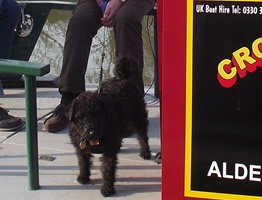 Pets accepted on many of the boats